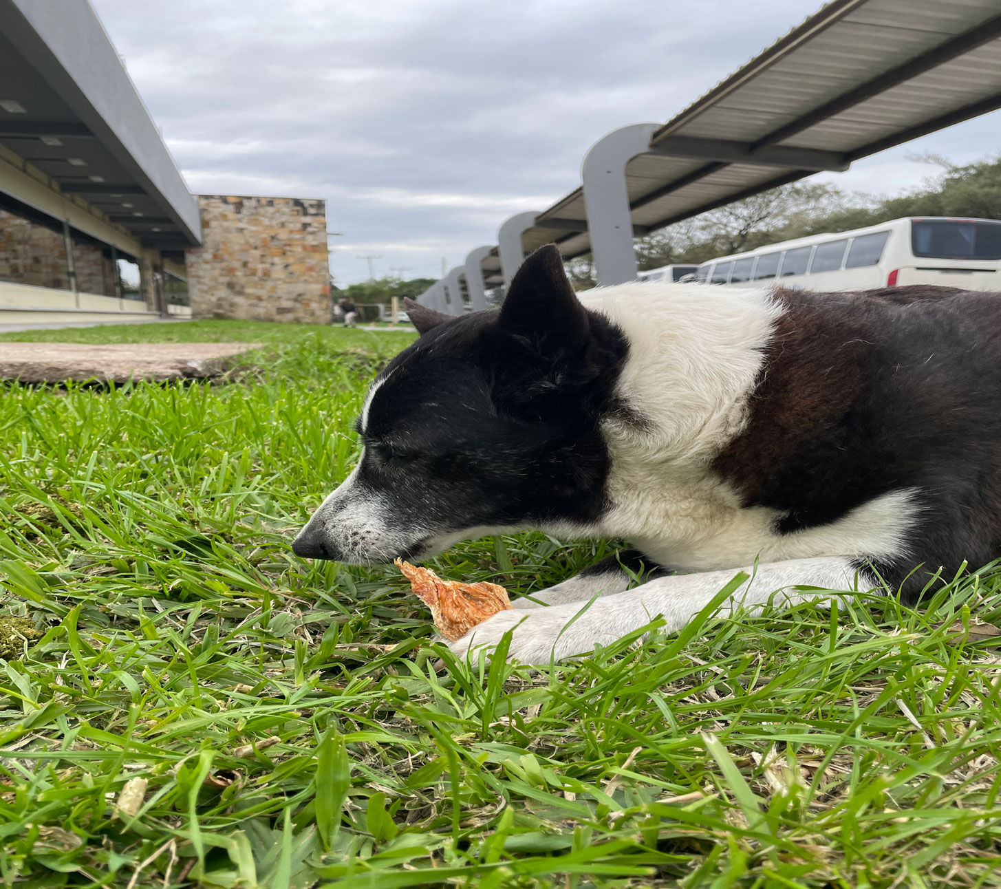 Como escolher um petisco para seu Pet