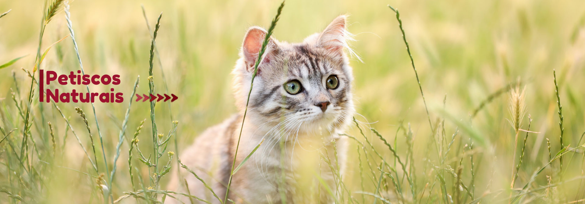 Gatos