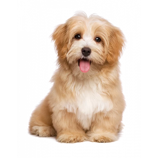 cão pets du monde