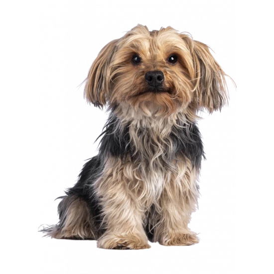 cao site pets cobertores