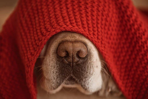 Cobertor para cachorro - Soft Vermelho