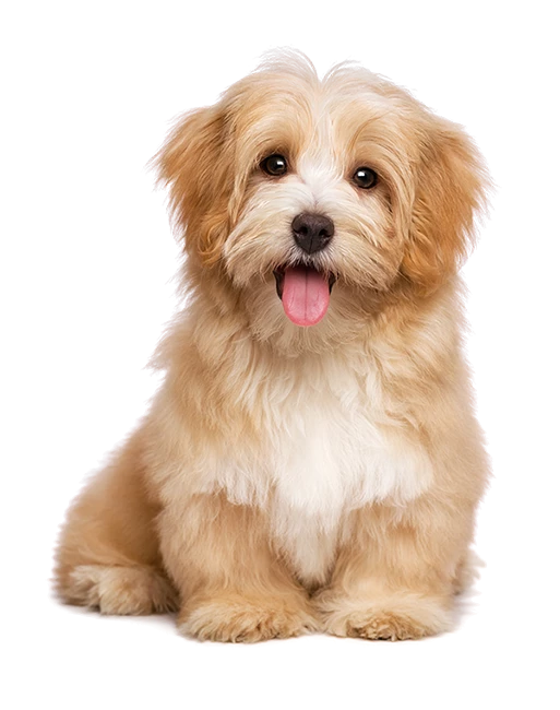 Cobertor Pet - Soft Estampas variadas - Pacote com 5 unidades