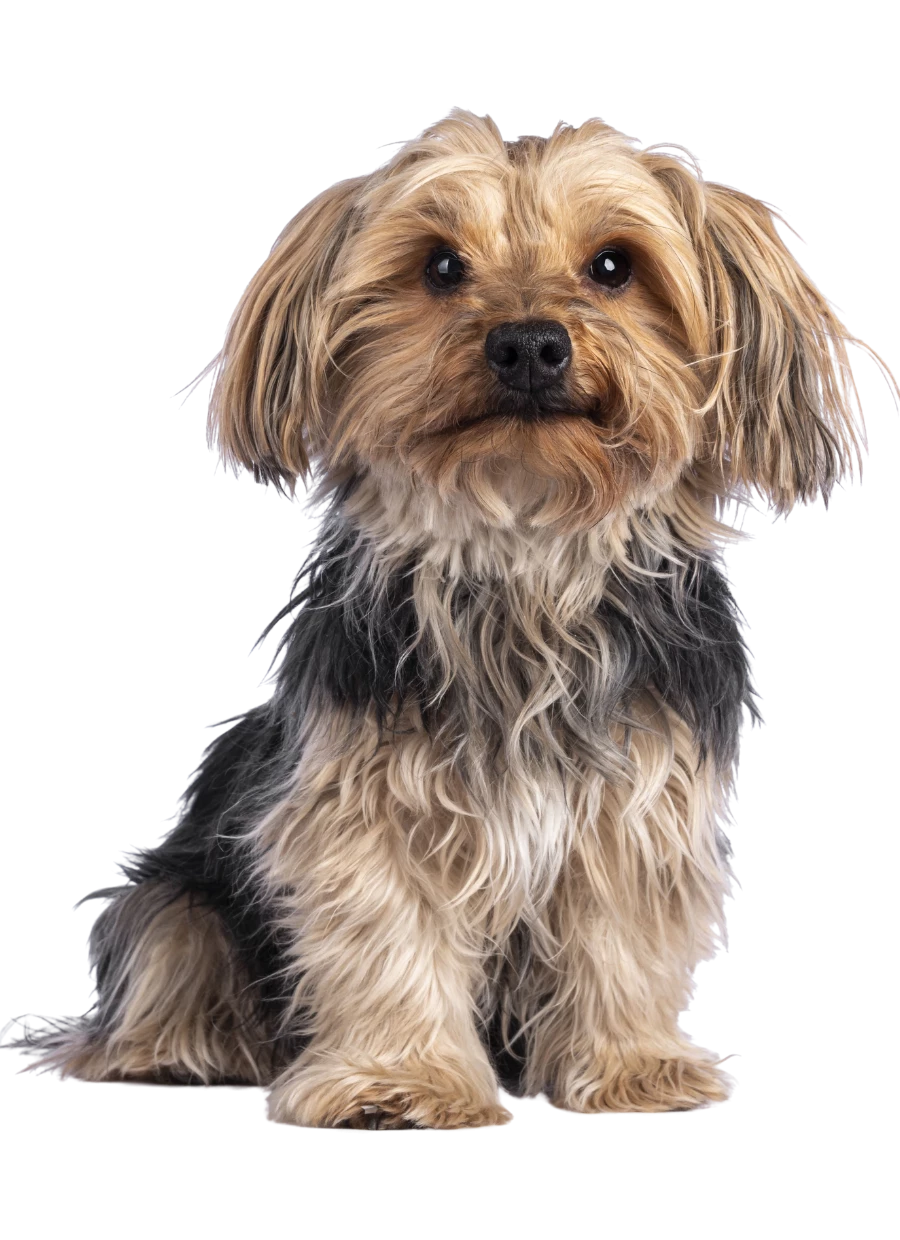 Cobertor Pet - Plush e Tricoline