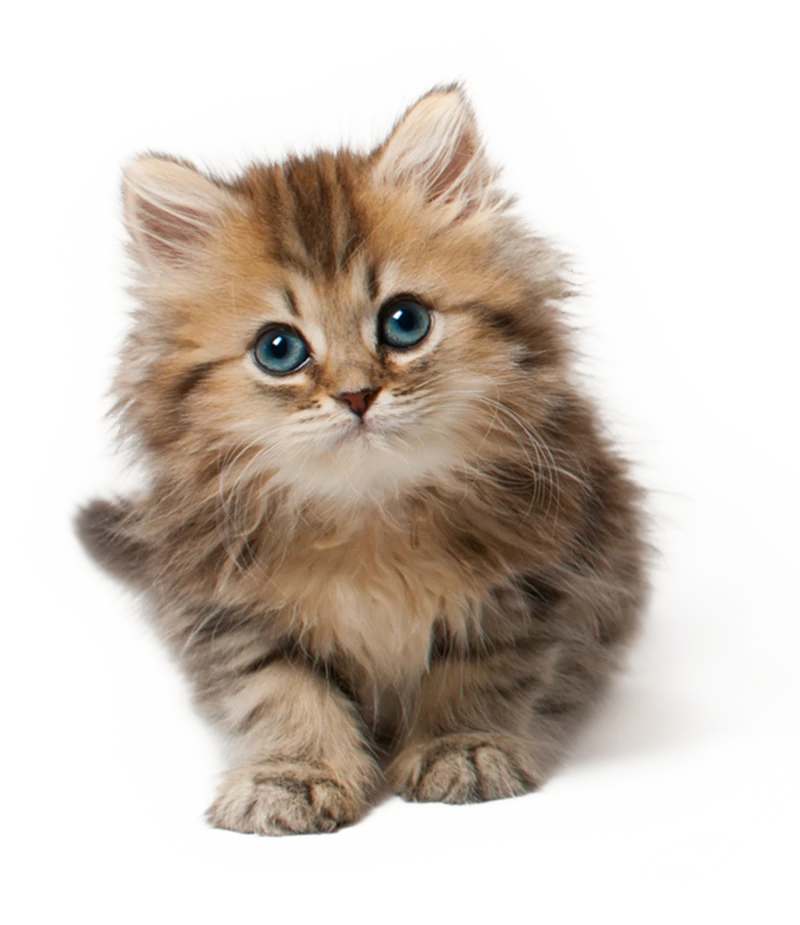 Cobertor para Gato- soft estampado rosa e areia