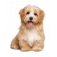 cão pets du monde