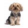 cao site pets cobertores