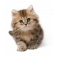 gato pets du monde